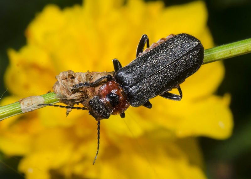 Cantharis rustica ?  S  !
